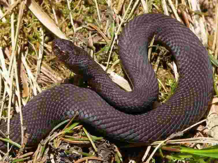 26 прикарпатців  потерпіли цьогоріч від укусів змій