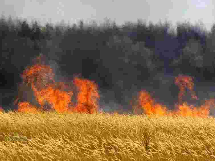 На Буковині з вини пенсіонера згоріло 13,5 га пшениці