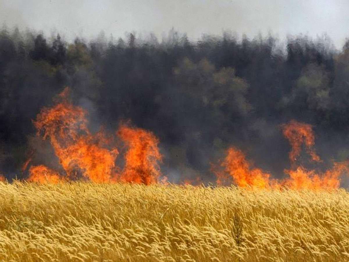 На Буковині з вини пенсіонера згоріло 13,5 га пшениці