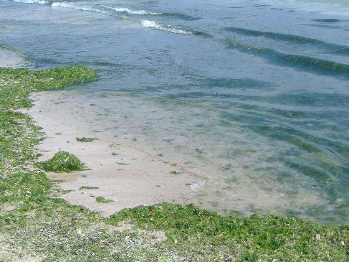Чорне море «зацвіло»