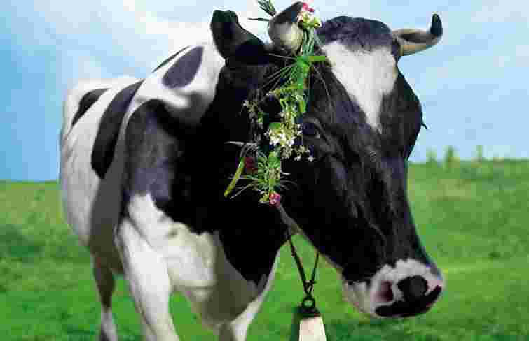 На Волині худобу уразив невідомий вірус