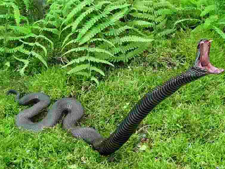 На Прикарпатті чоловіка поблизу будинку вкусила змія