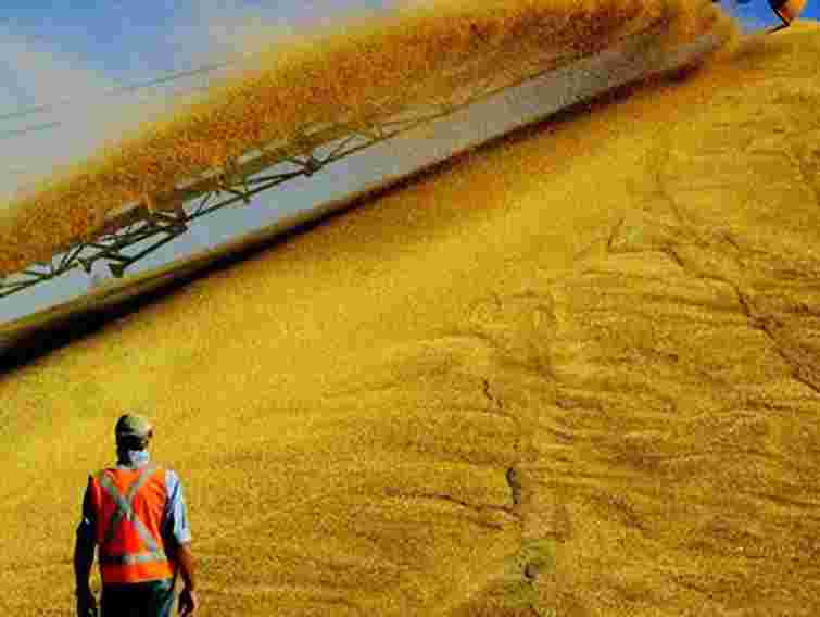 Мінагропрод: Аграрії зазнали збитків від посухи в 13,6 млрд грн