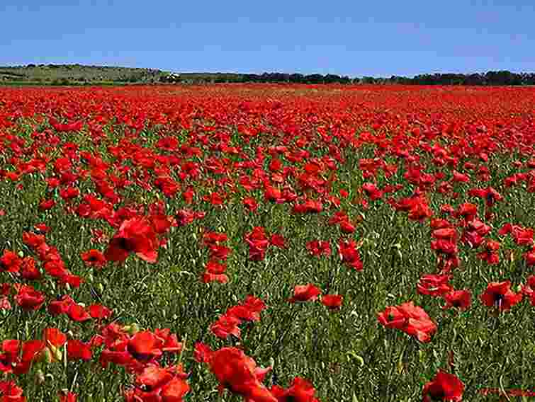 На Львівщині за посів маку порушили 89 кримінальних справ 