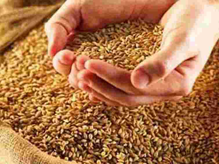 Зарубіжні трейдери припинили закупівлі українських зернових