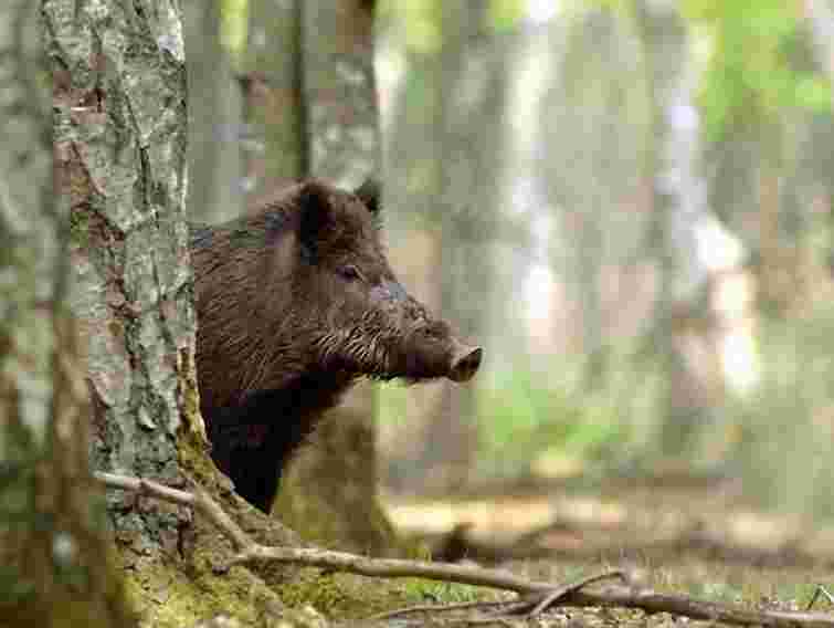 Через свинячу чуму в Росії на Харківщині відстріляють кабанів