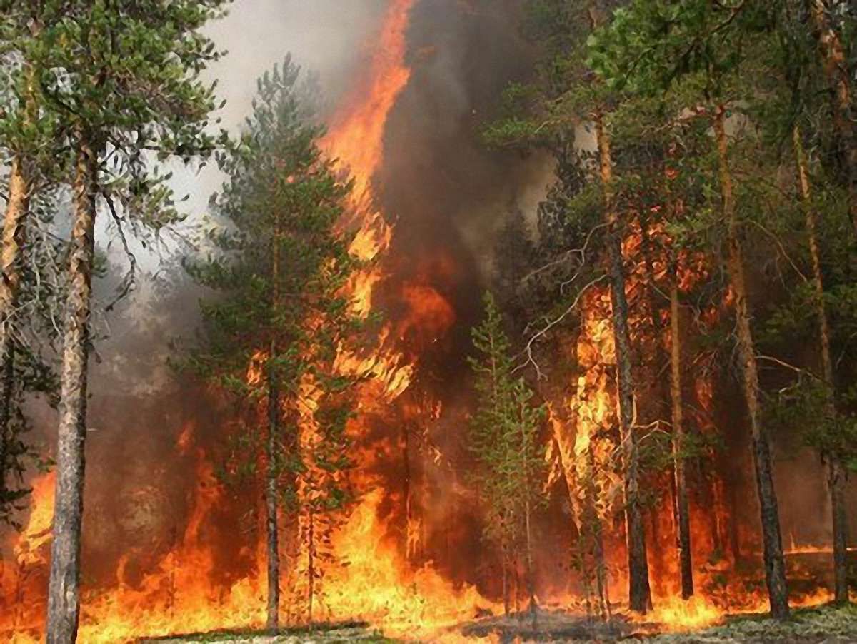 У Криму велика пожежа: горить ліс біля Ялти 