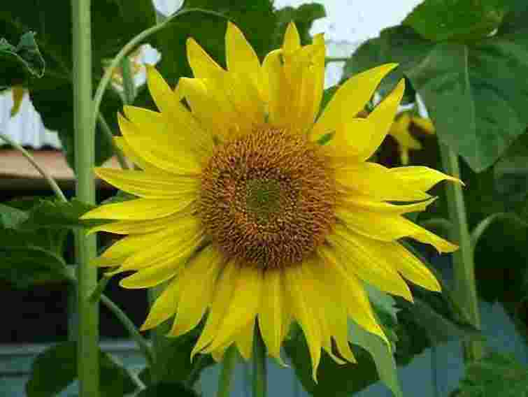 Ціна на олію нового врожаю зросте на 5-10%, - експерт