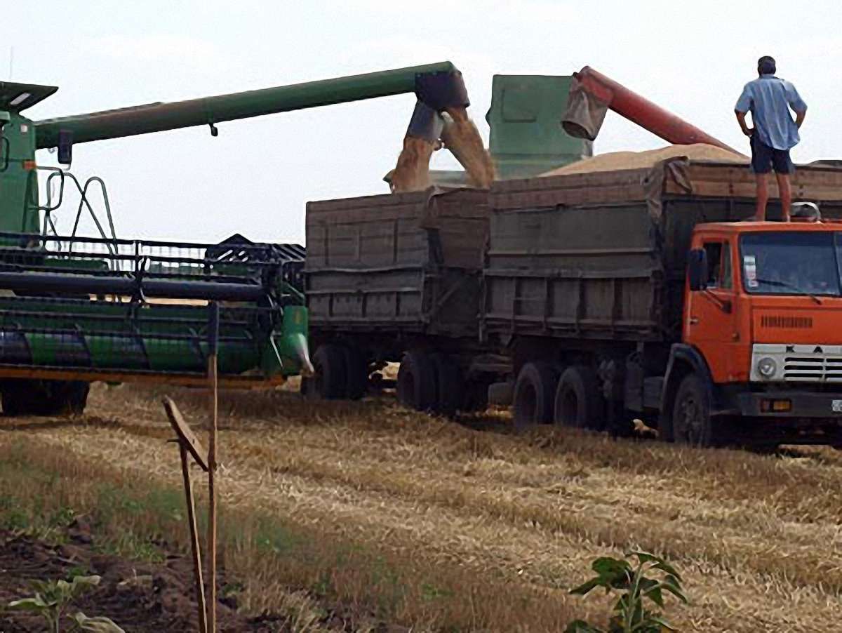 Україна намолотила майже 24,7 млн тонн зерна