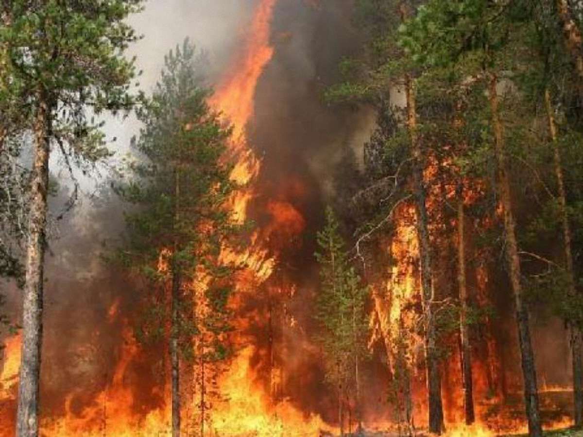 У Запоріжжі горіли 6,5 га лісопаркової зони
