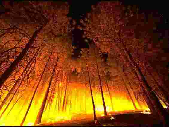У Херсонській області горить 50 гектарів лісу 