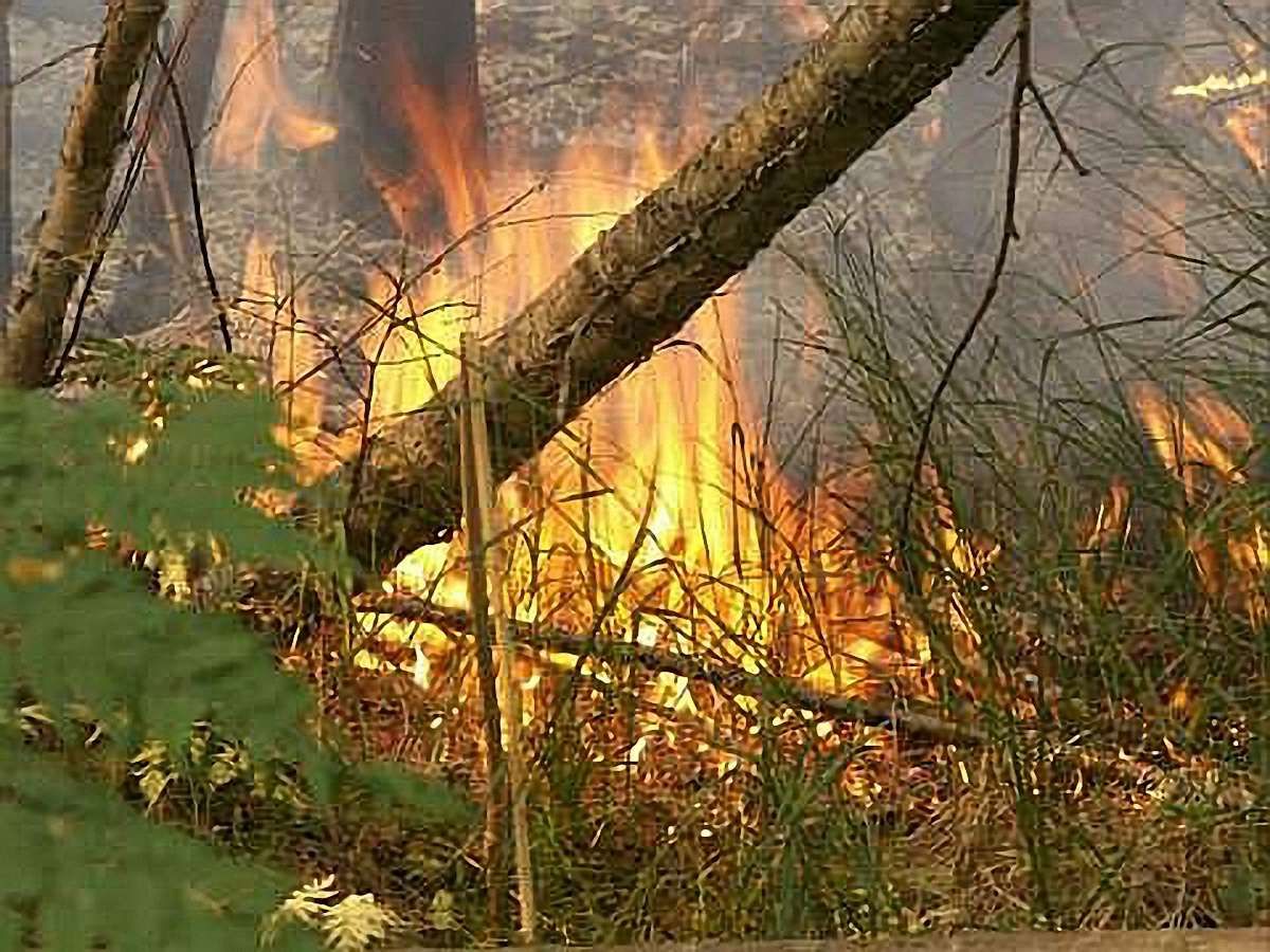 На Херсонщині пожежа розкинулася уже на 700 га