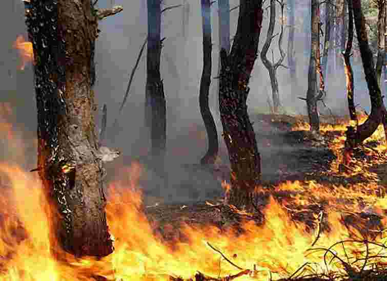 На Херсонщині вогонь уже знищив 1430 га лісу. Порушено справу