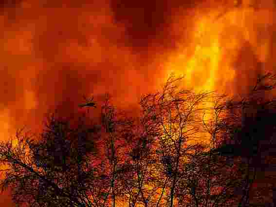 1,5 тис. га лісу могло згоріти через недопалок
