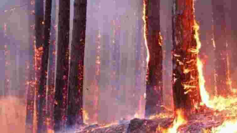 Правоохоронці затримали винуватця пожежі в Херсонському лісі