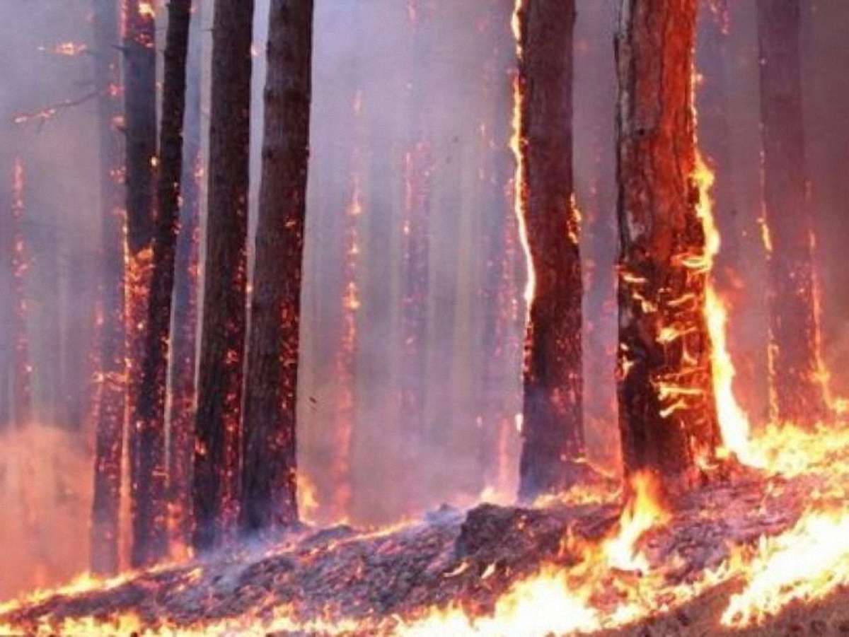 Правоохоронці затримали винуватця пожежі в Херсонському лісі