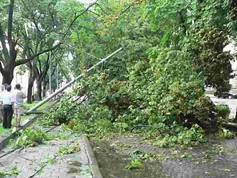 На Донеччині буревій повалив 1000 дерев: двоє людей в лікарні