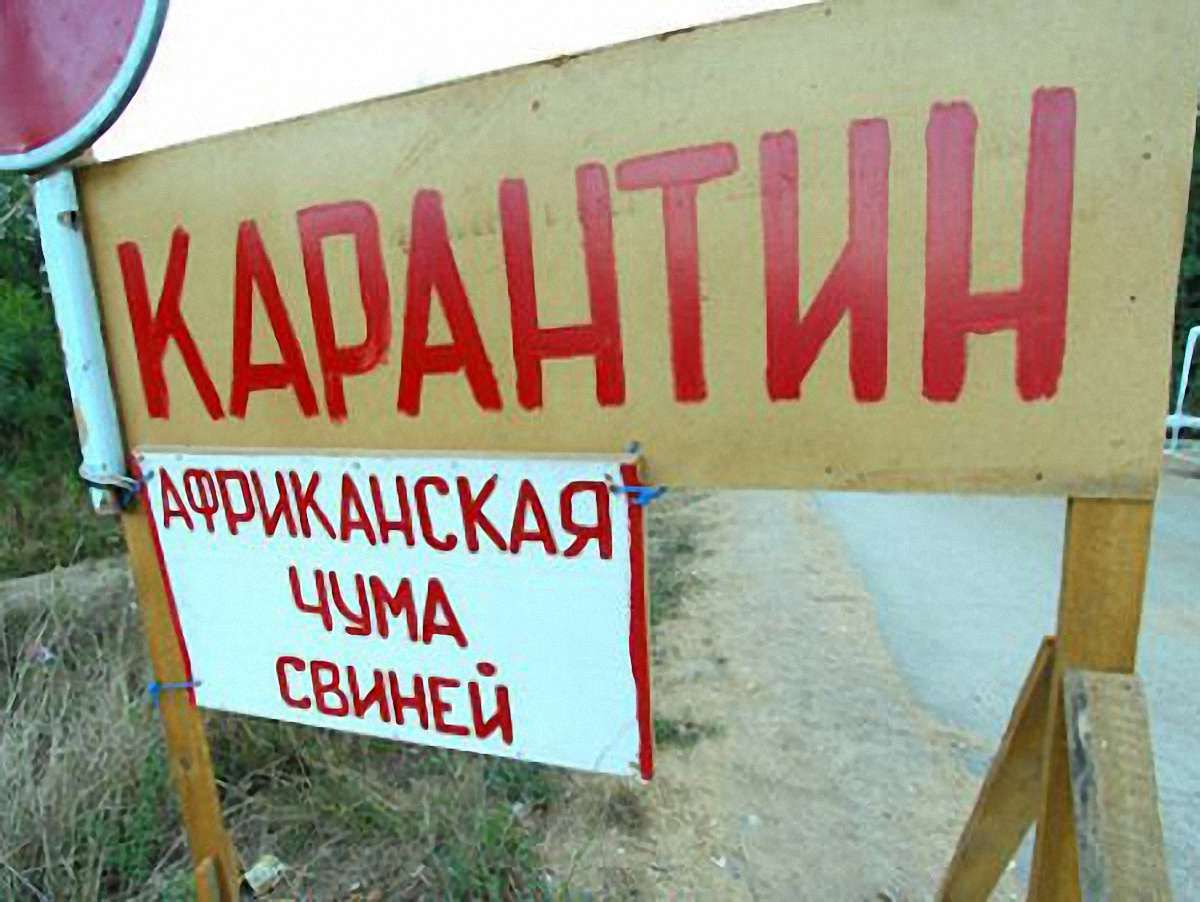 У чотирьох областях Росії нові спалахи африканської чуми