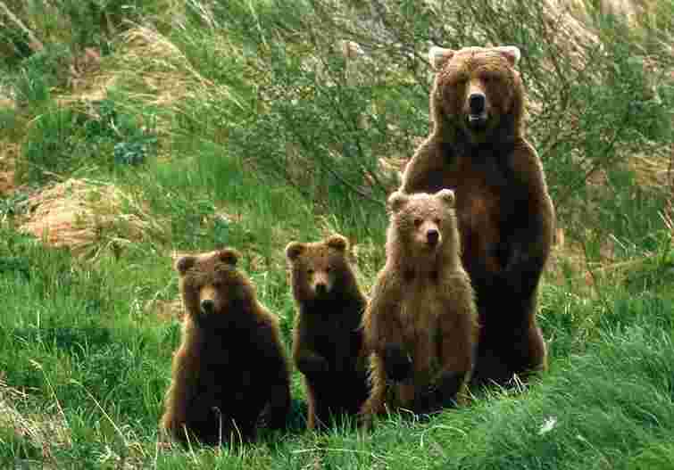 На Львівщині знущаються над ведмедями, - прокуратура 