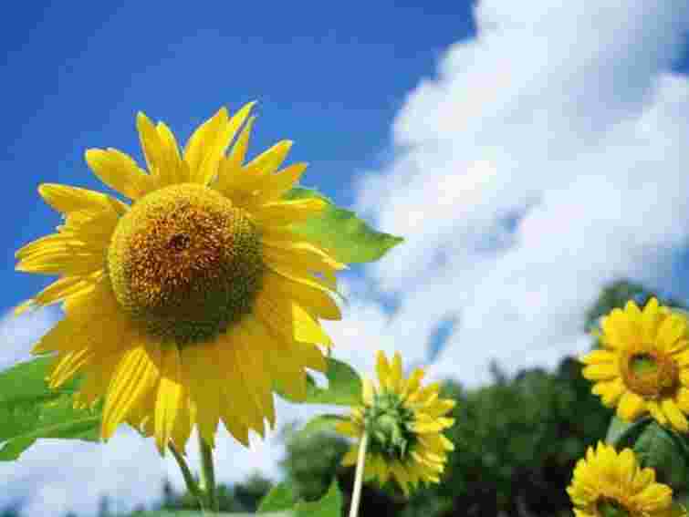 Лише 20% українців вважають День Незалежності великим святом