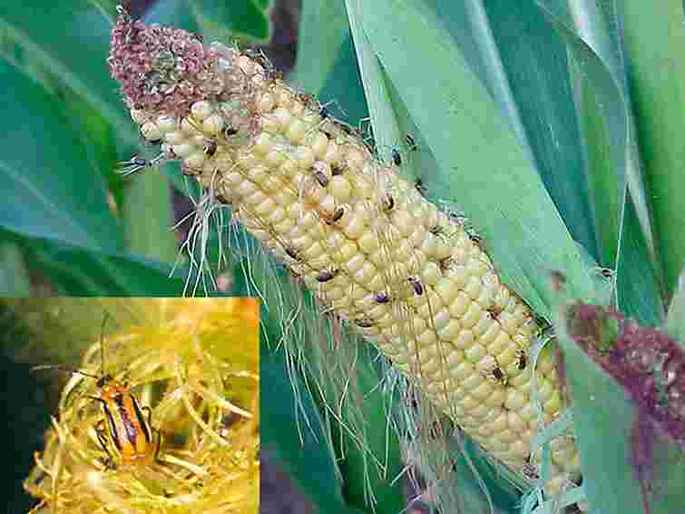 У чотирьох областях України – карантин через польових шкідників