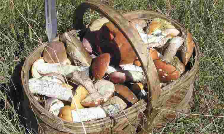 З Чорнобильської зони намагались вивезти 130 кг грибів