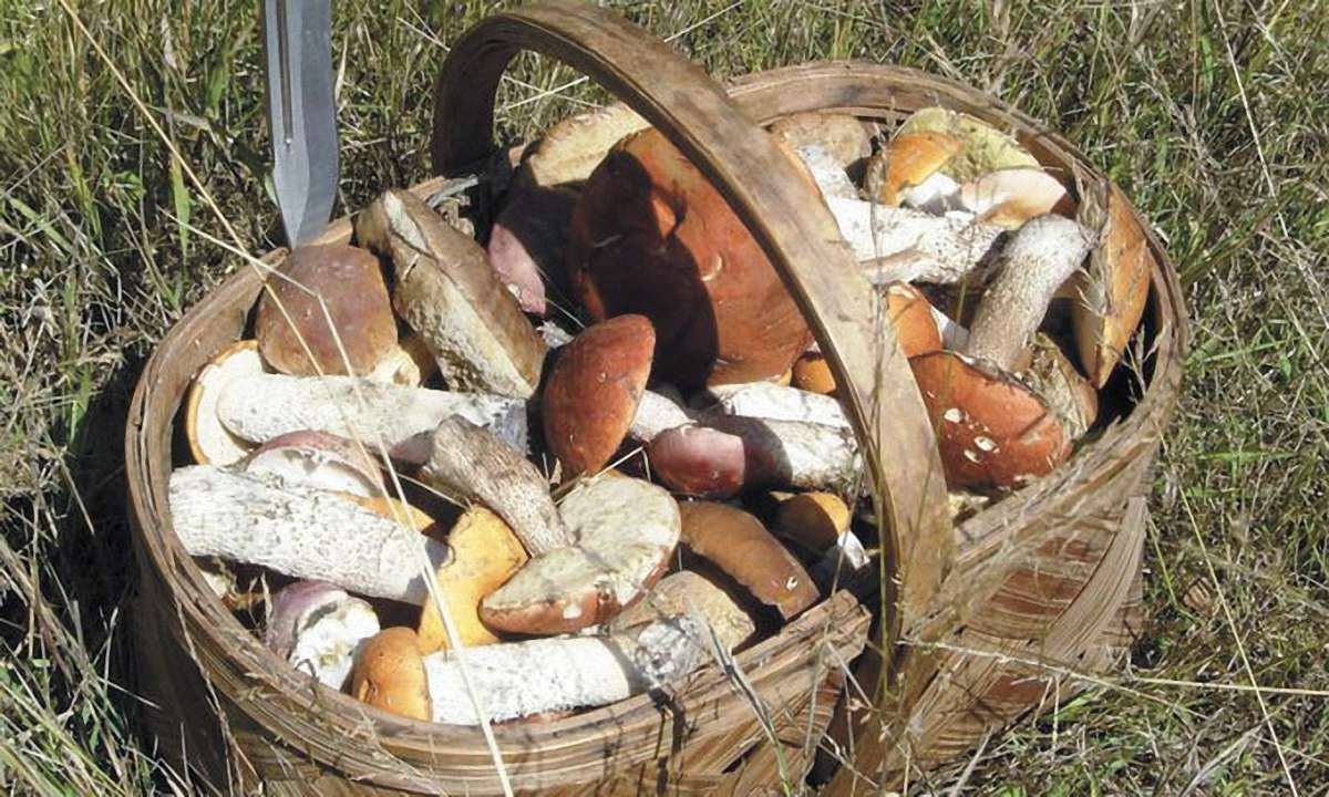 З Чорнобильської зони намагались вивезти 130 кг грибів