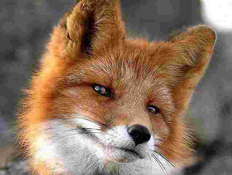 На Львівщині лисиці винищують курей