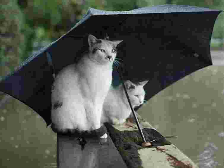 В Україні сьогодні очікуються грози