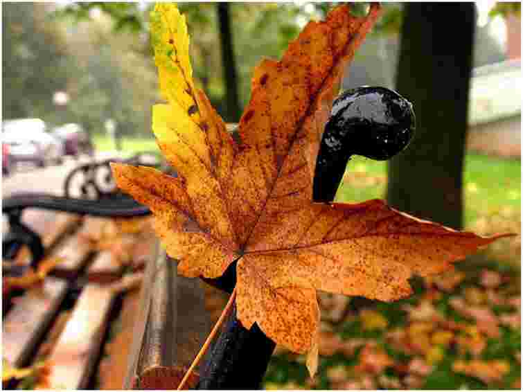 В Україні потепління з вівторка, а заморозки - з середини місяця