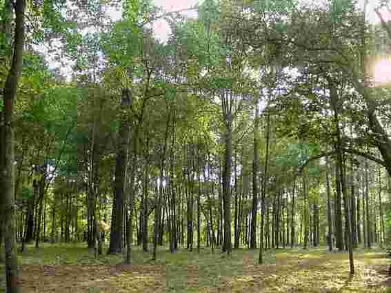 Ліс біля Межигір’я віддали в оренду на 49 років людям Януковича