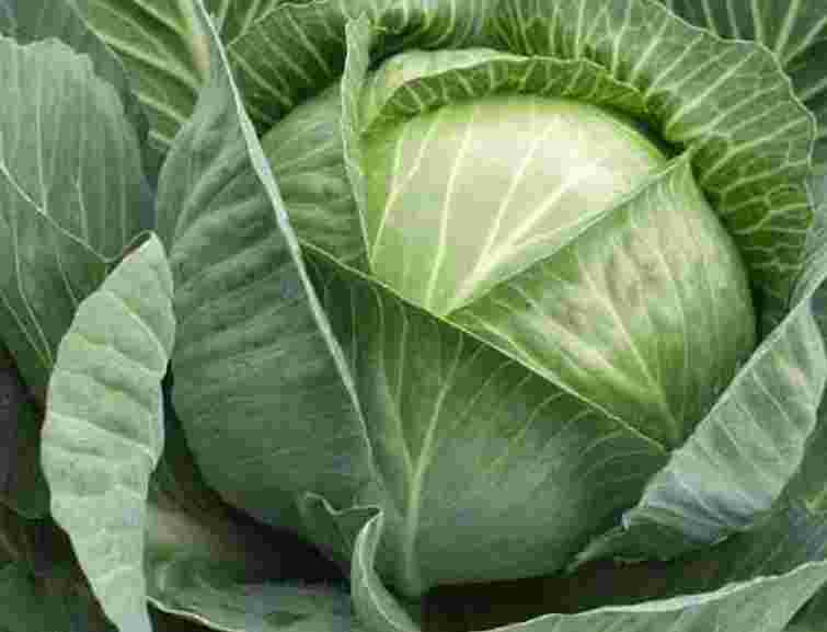 Міліція Львівщини затримала викрадачів капусти та картоплі