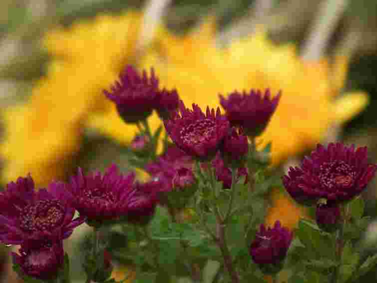 У Львові висаджують осінні квіти