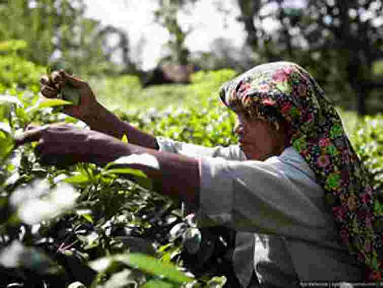 Чай може подорожчати на 15%