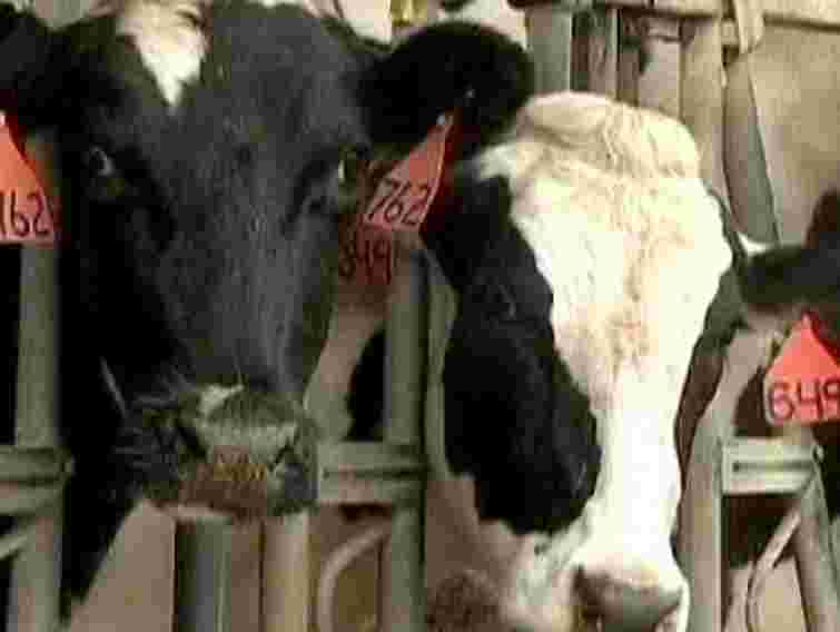 На Вiнниччинi зафiксовано випадок коров’ячого сказу