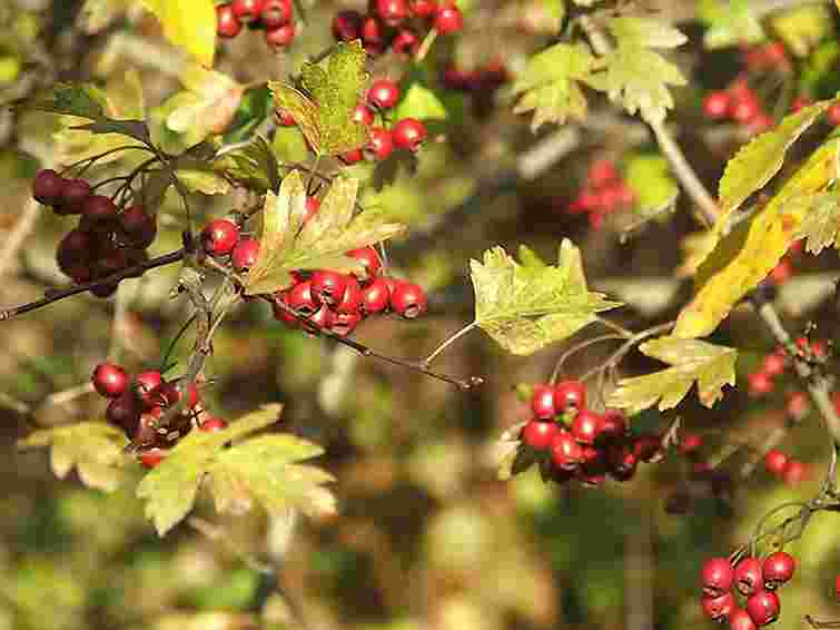 На вихідних в Україні – тепло і сухо