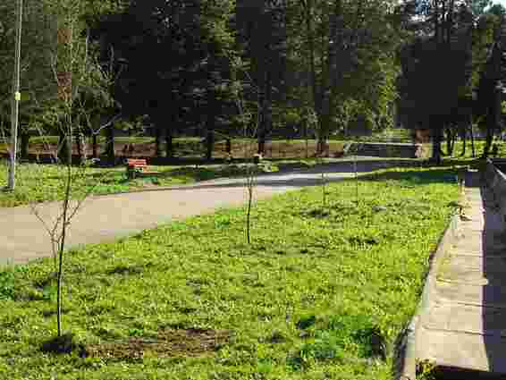 У Львові в Парку культури висадили вишневу алею