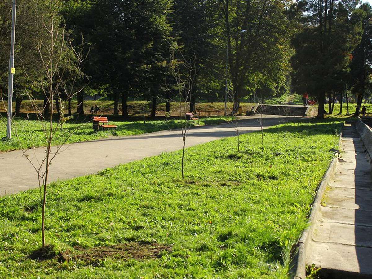 У Львові в Парку культури висадили вишневу алею