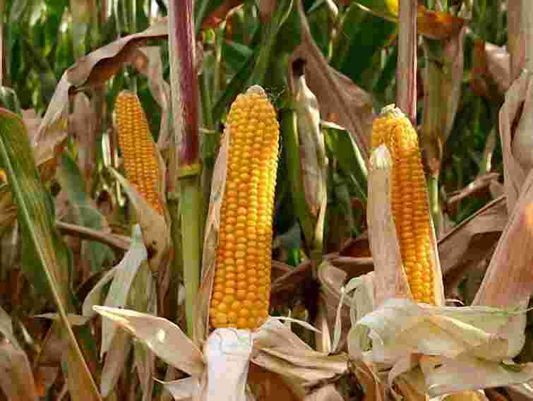 На Полтавщині згоріло 27 га кукурудзи