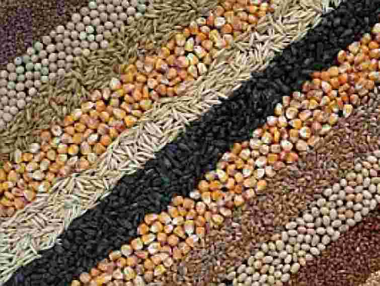 На Львівщині планують зібрати понад 1 млн тонн зернових