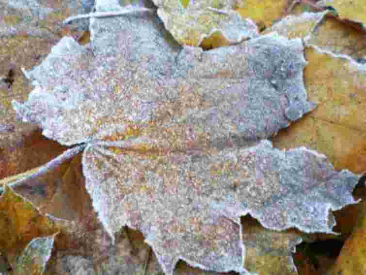 На завтра синоптики прогнозують заморозки