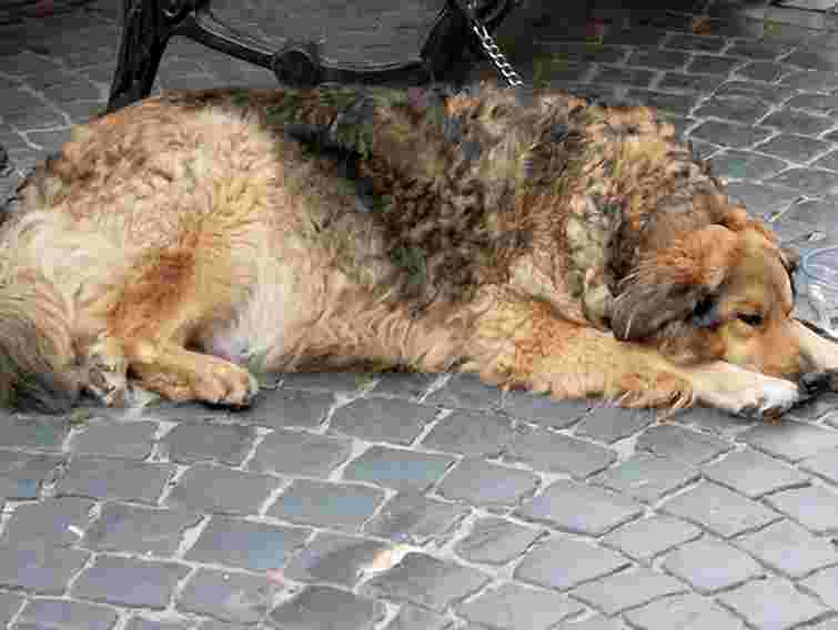 У Львові знову полює догхантер?