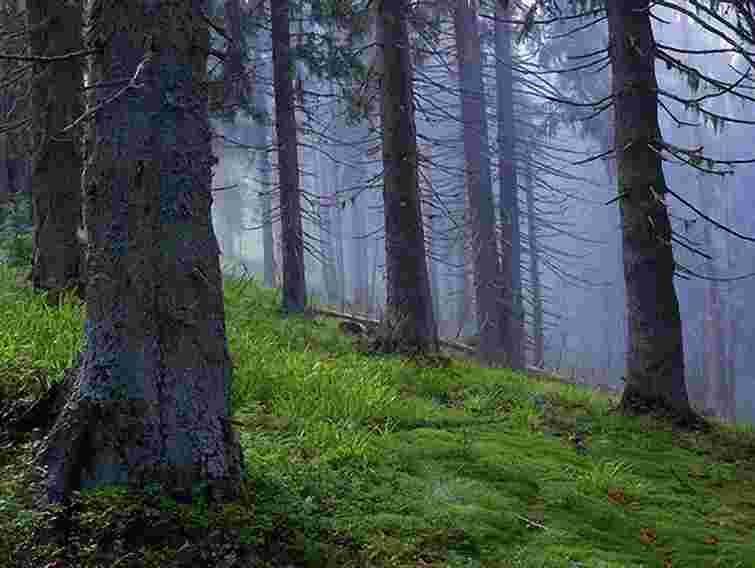 Припинили пошуки хлопчика, який заблукав у лісі тиждень тому на Рівненщині