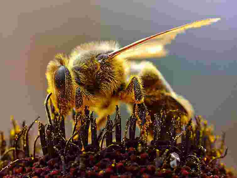 Школяр помер від укусу бджоли