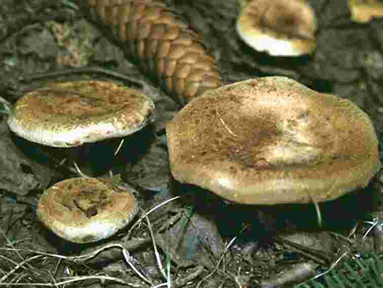 На Закарпатті родина отруїлася грибами