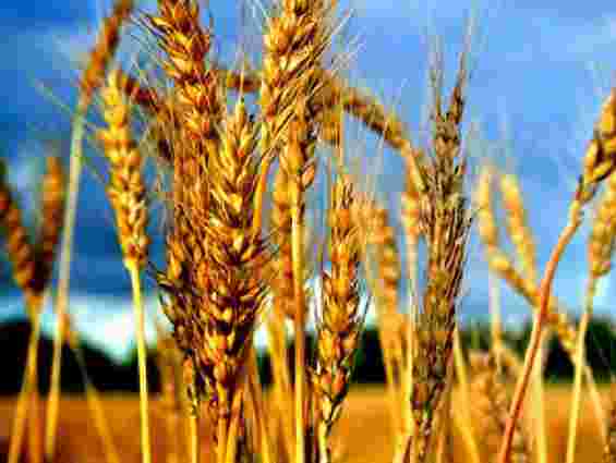 Україна ввела повну заборону на експорт пшениці з 15 листопада