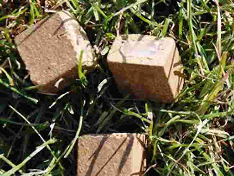 На Волині вакцинують диких тварин для запобігання сказу