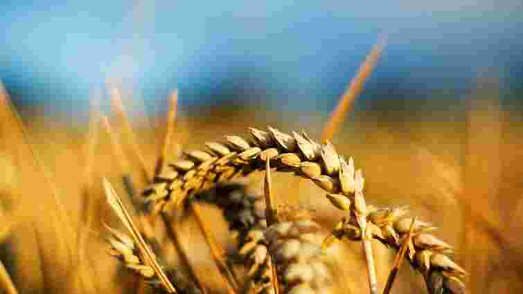 У ЄС розчаровані рішенням України припинити експорт пшениці