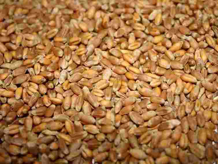 В Українi спостерiгається зростання цiн на пшеницю