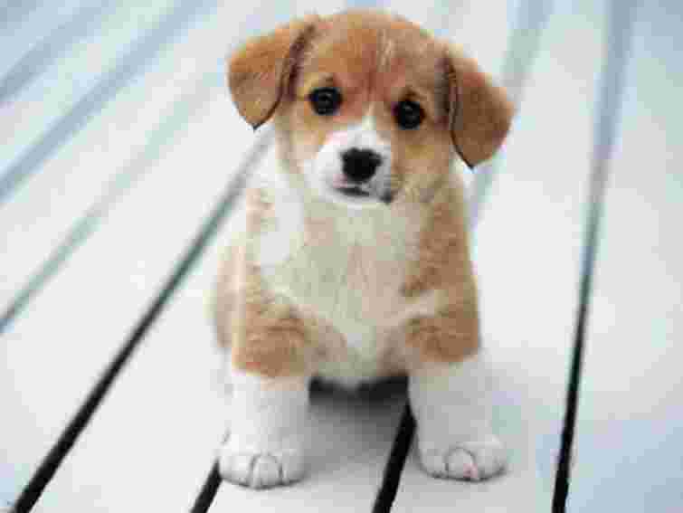 У Львові відкрилась фотовиставка «Чотири лапи – право на життя»